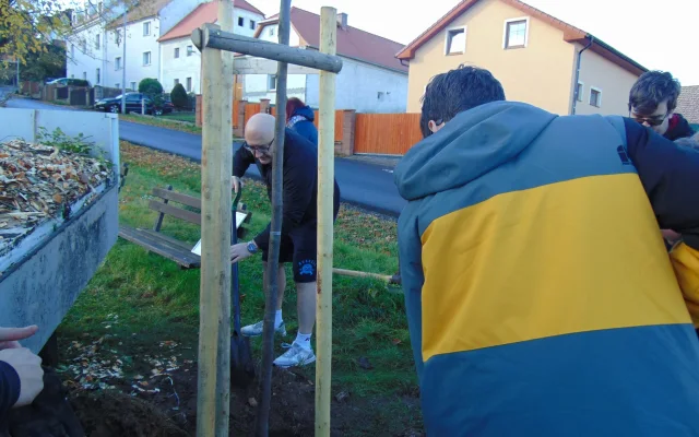 Výsadba stromů
