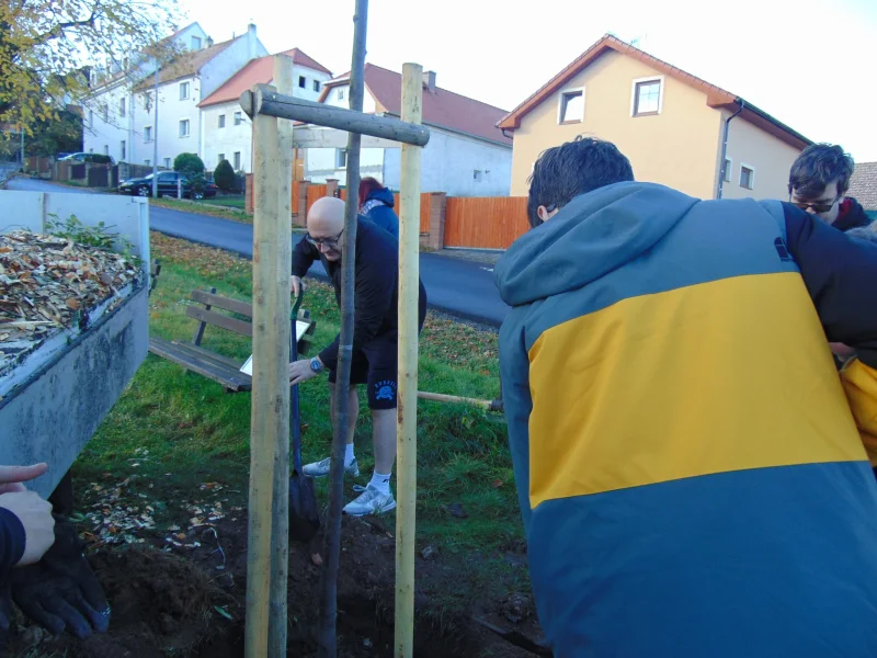 Výsadba stromů
